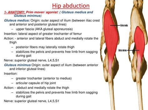 muscles used in hip abduction