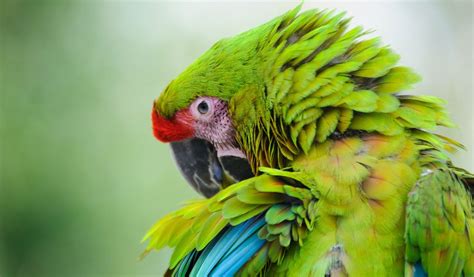 Great Green Macaw Parrot - Facts, Information & Habitat