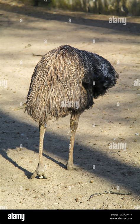 Photograph of an emu. Emus are flightless birds Stock Photo - Alamy