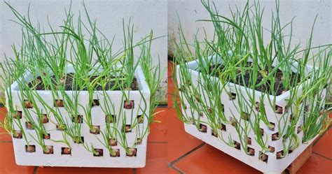 Simple tips for growing green onions without a garden. No care required ...