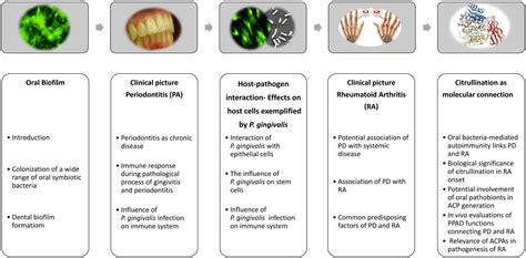 Frontiers | Oral Biofilms from Symbiotic to Pathogenic Interactions and Associated Disease ...