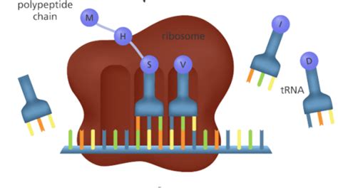 DNA Translation in Biology | ChemTalk