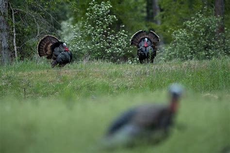 Turkey Hunting Tips from the Pros | Outdoor Life