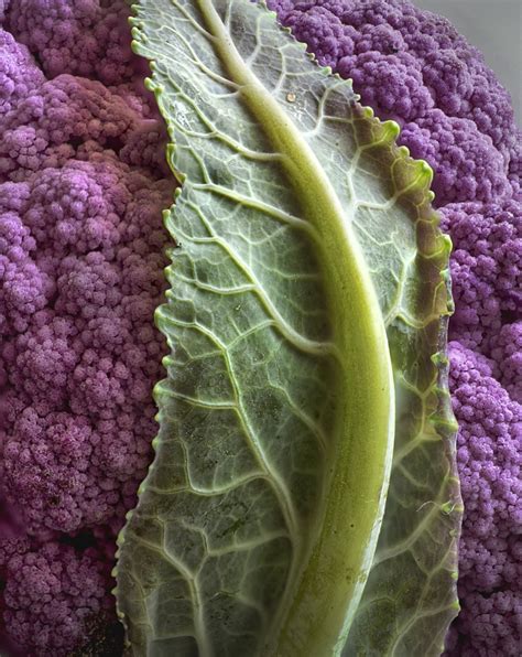 Purple Cauliflower by iangilmour | ePHOTOzine