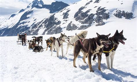 A Guide to Dog Sledding Tours Near Anchorage