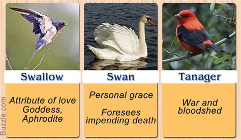 Swallow, Swan, Tanager | Animal spirit guides, Animal medicine, What is ...