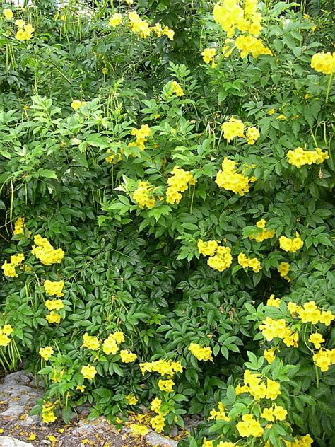 Tecoma yellow. Large shrub/small tree. | Butterfly garden plants ...