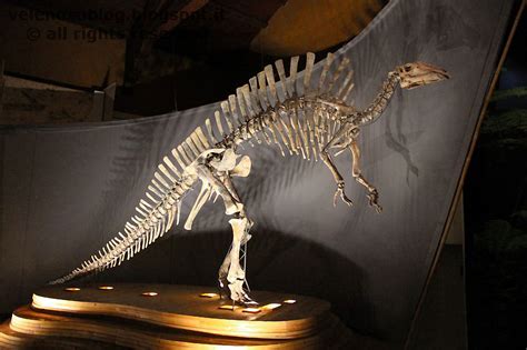 Ouranosaurus nigeriensis - Beschreibung, Dinodata.de