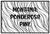 MONTANA PONDEROSA PINE State Tree Coloring Pages By Anisha Sharma sketch template