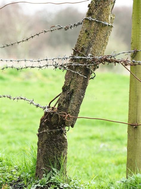 648 Broken Barbed Wire Fence Stock Photos - Free & Royalty-Free Stock ...