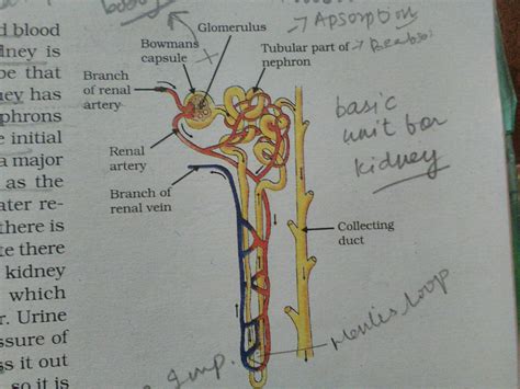 Label The Diagram Of The Kidney And Nephron Below Kidney Nep