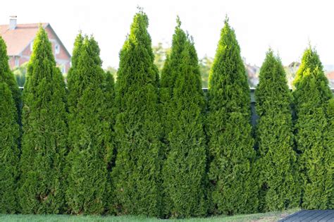 9 Best Privacy Shrubs