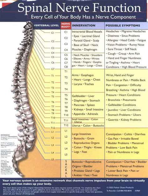 Sacral Spinal Nerves Function