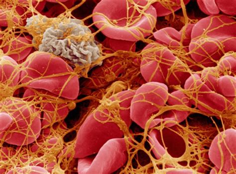 What are platelets and why do we need them? - We Are Blood