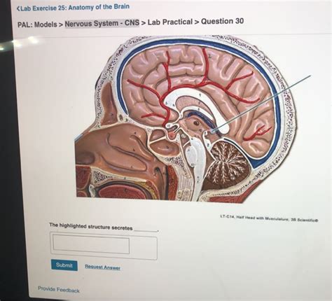 Anatomy Of Cns - Anatomy Book