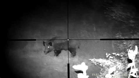 Wild boar male shot - YouTube