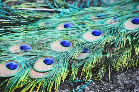 Details close up of real Peacock feather Colorful tail peacock, Stock Photo | Crushpixel