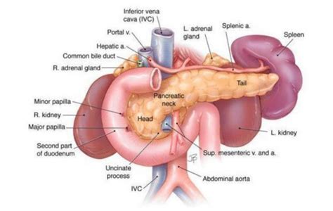 Penyeakit Pankreas – Materi.Co.ID