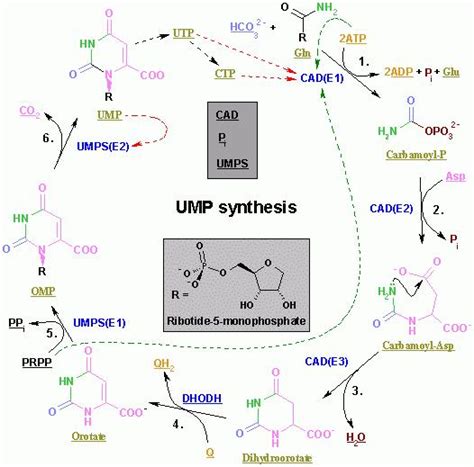 Pyrimidine metabolism - wikidoc