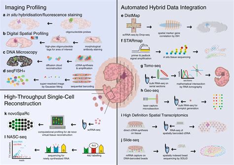 Overview of fluorescent in-situ hybridization for RNA detection