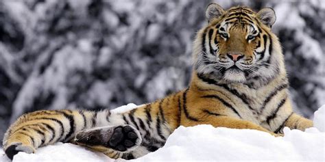 Tygrys syberyjski, amurski (Panthera tigris altaica) | DinoAnimals.pl