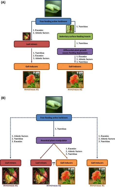 Origin of the gall-inducing habit. (A) The two routes to gall formation ...