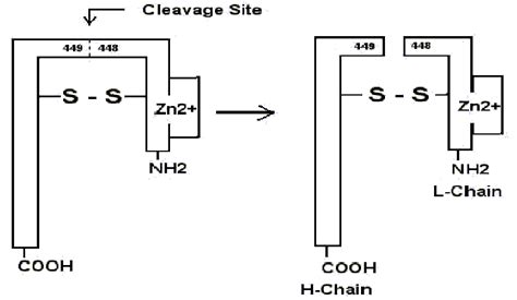 Schematic structure of botulinum toxin | Download Scientific Diagram