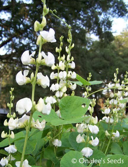 Hyacinth Bean Vine Seeds: WHITE Dolichos Lablab Alba, Lablab Purpureus. Heirloom