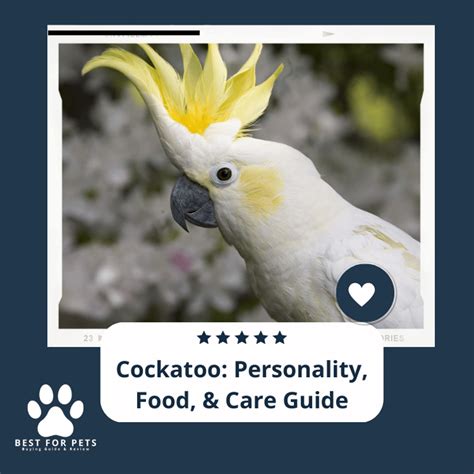 Cockatoo: Personality, Food, & Care Guide - BestForPets.org