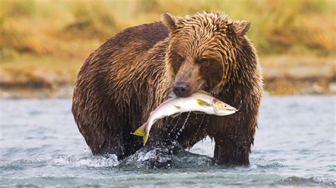 Nature’s Best Eating Competition? Brown Bears