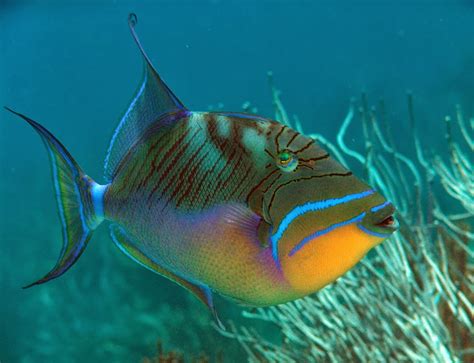 Queen Triggerfish - Fishes World - HD Images & Free Photos