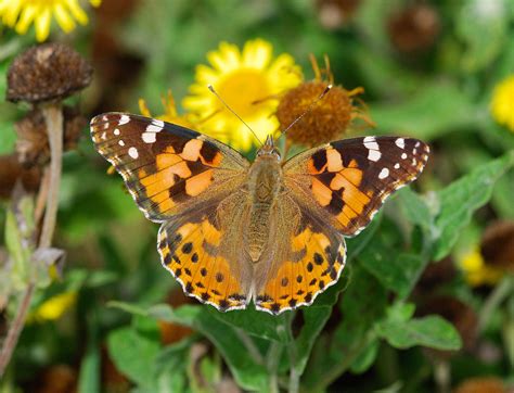 Butterfly Islands: Painted Lady