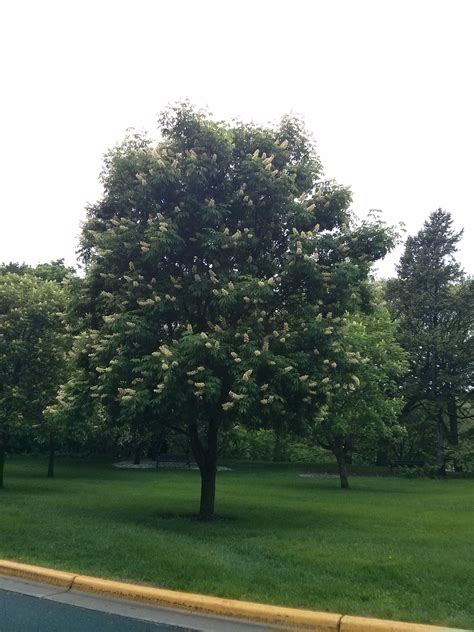 OHIO BUCKEYE - AESCULUS GLABRA | The UFOR Nursery & Lab