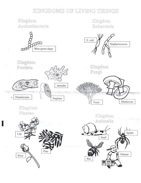 Six Kingdoms Worksheet Answers - Sixteenth Streets