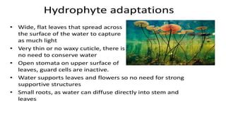 Hydrophytes | PPT