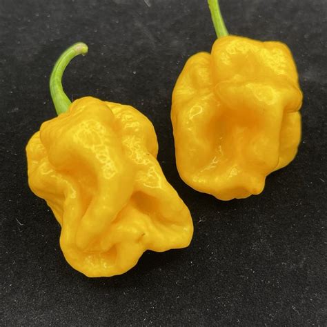 Lemon Habanero - Seeds | Stuffed peppers, Habanero, Habanero peppers