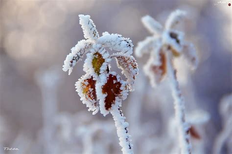 Frost, Twigs, rime, Leaf - Plants wallpapers: 2048x1365