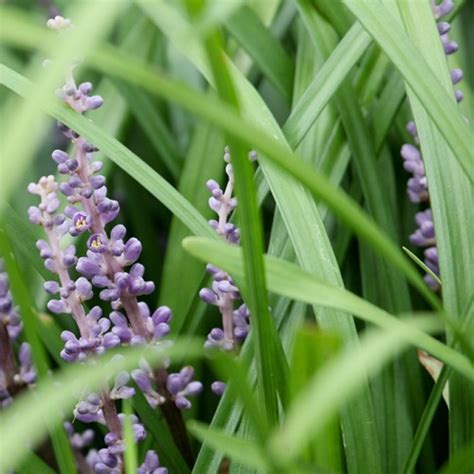 Border Grass - Wade Nursery