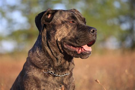 The Complete Guide To The World Of Cane Corso Colors