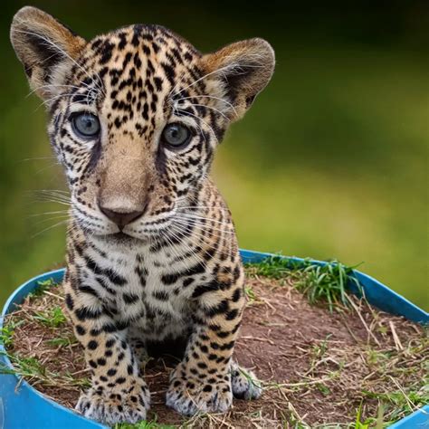 The Baby Jaguar has been Named! – WBOB