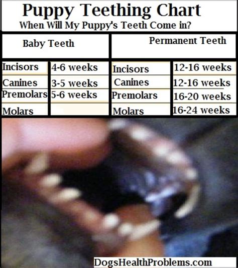 Help, My Puppy's Baby Teeth Won't Fall Out - Dog Discoveries