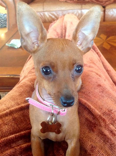 Red Miniature Pinscher, Cute and Playful