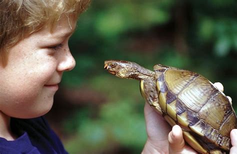 Do Box Turtles Bite?