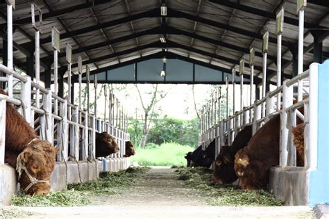 Aneka Bentuk Desain Kandang Sapi Perah | Kelompok Ternak Barokah