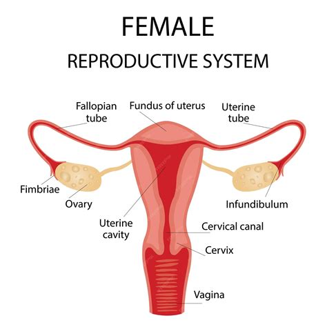 Premium Vector | Human anatomy, female reproductive system, female ...