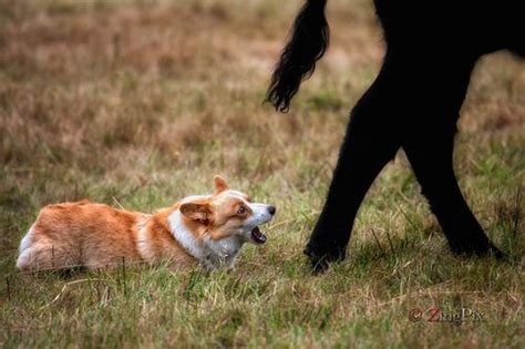 Corgi at work, herding cattle | Dog love | Pinterest