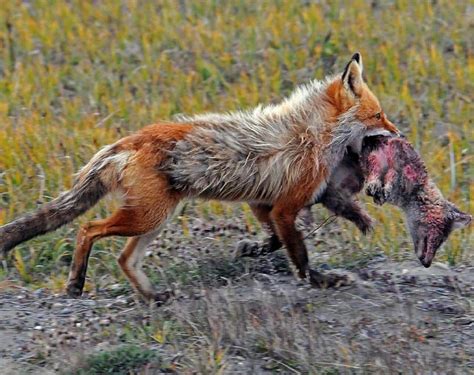 Fox hauling away its prey, a smaller fox : r/natureismetal