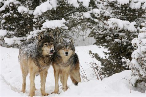 Banff wolves have lower survival rate due to hunting, trapping outside park boundary | CBC News