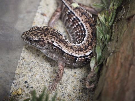 Northern Alligator Lizard - Lindsay Wildlife Experience