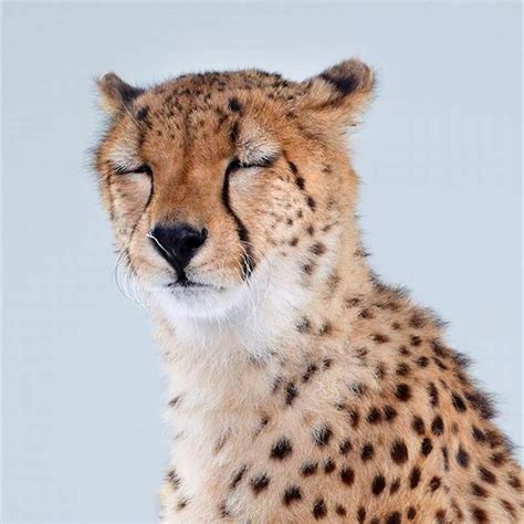 Why are cheetahs the only big cat that purrs? - DIY Seattle